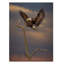 Fillmer «Eagle Landing on Branch», reproduction de photo sur toile tendue-30356677