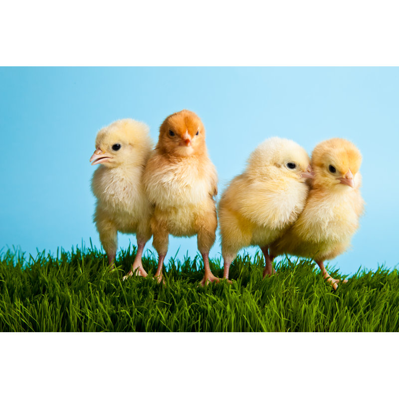 «4 Baby Chickens» par Mathompl - photographie sur toile tendue, L 12 po x H 8 po