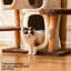 Structure d'escalade simple pour chat