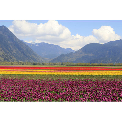 Valley Tulip Fields - Photographie sur toile tendue
