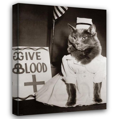 Infirmière chaton, collecte de sang