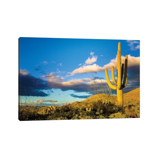Bless international Sunset Saguaro National Park East IV On Canvas by ...