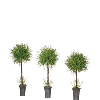 Ensemble de 3 plumes topiaire arbre à casseroles en pot
