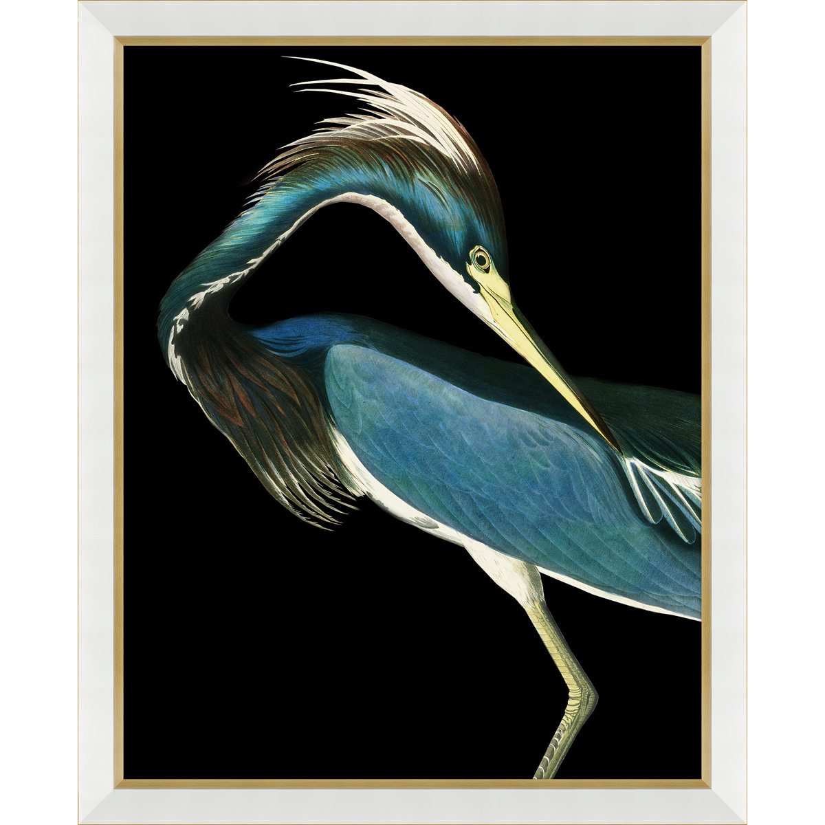 Soicher Marin Solarized Audubon Birds - Single Picture Frame Graphic ...