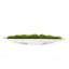 5" Artificial Moss Grass in Boat Tray