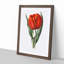 Red Tulip - Picture Frame Painting Print-55616534-55616535