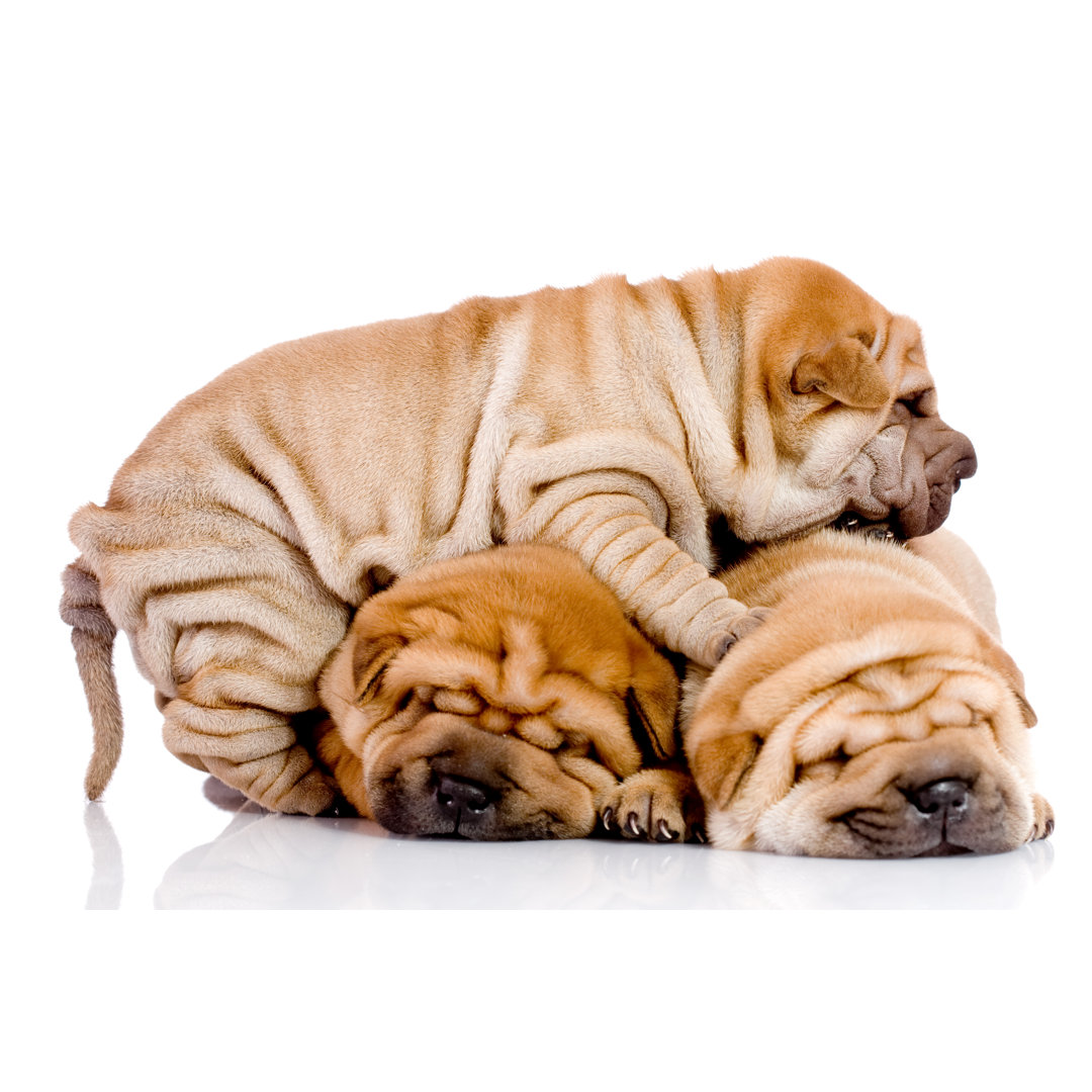 Leinwandbild Three Shar-Pei Baby Dogs