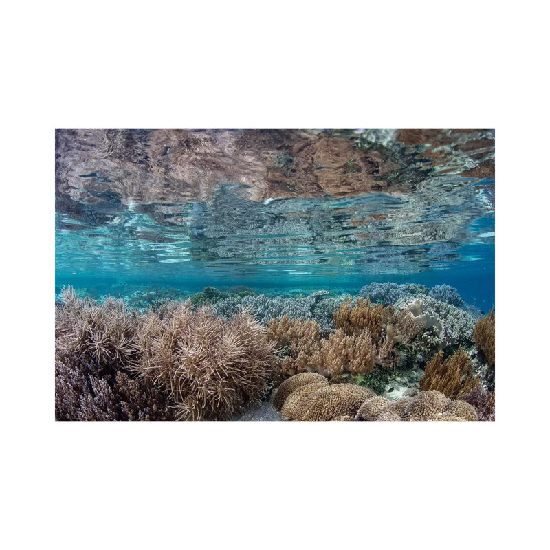 A Healthy And Diverse Coral Reef Grows In Raja Ampat, Indonesia by Ethan Daniels - Wrapped Canvas Print