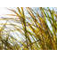 Grasses A11 9564 by Rica Belna-83319043-83319044-83319051