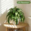 Ensemble de 2 plantes en pot 45 po 
