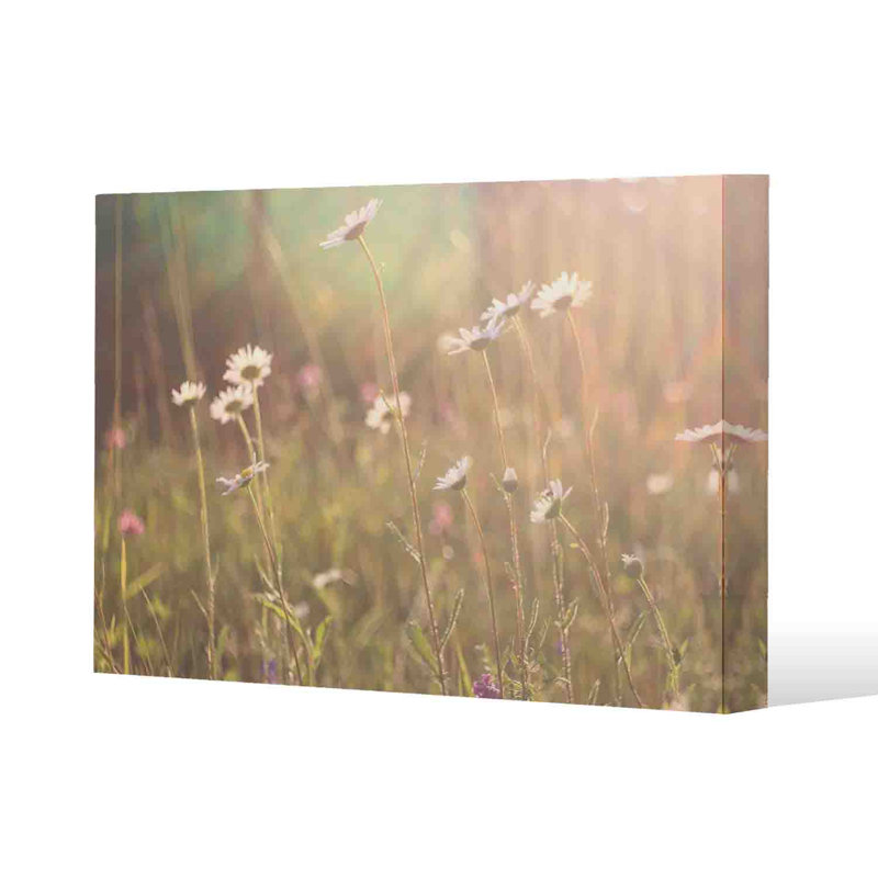 Chamomile by Andrew Lee - Wrapped Canvas Print, 76cm H x 101cm W x 4cm D