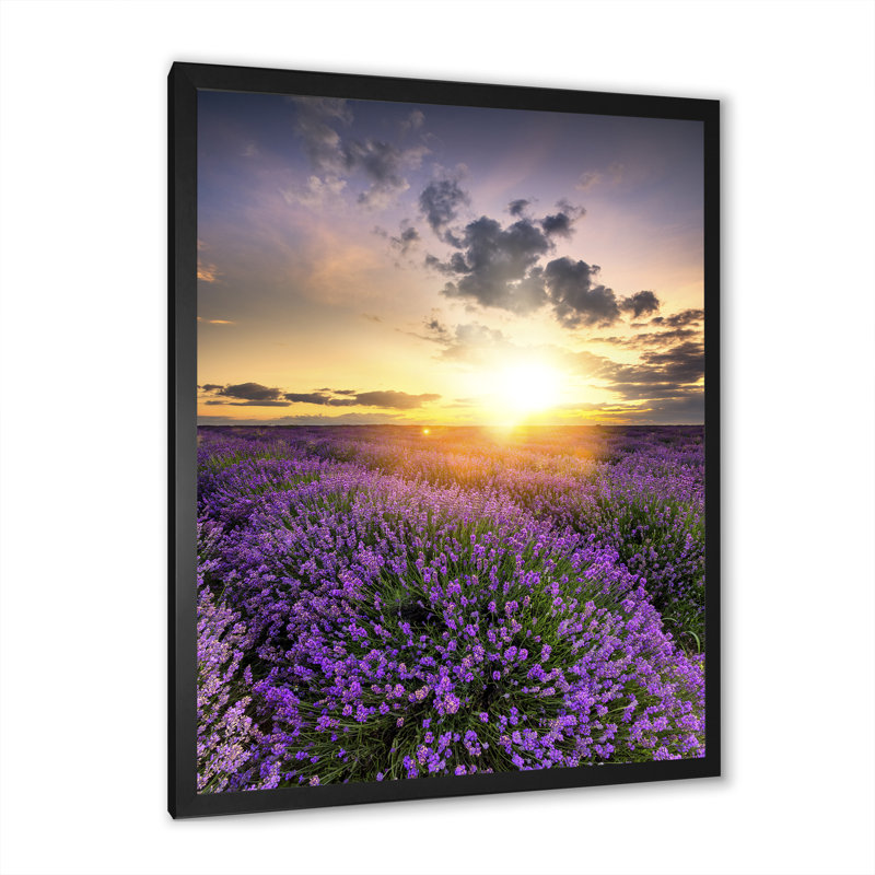 " Lavender Field Sunset Landscape " Painting Print, Black Picture Framed, 36" H x 24" W x 1" D