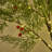 4FT Lighted Artificial Small Pine Tree