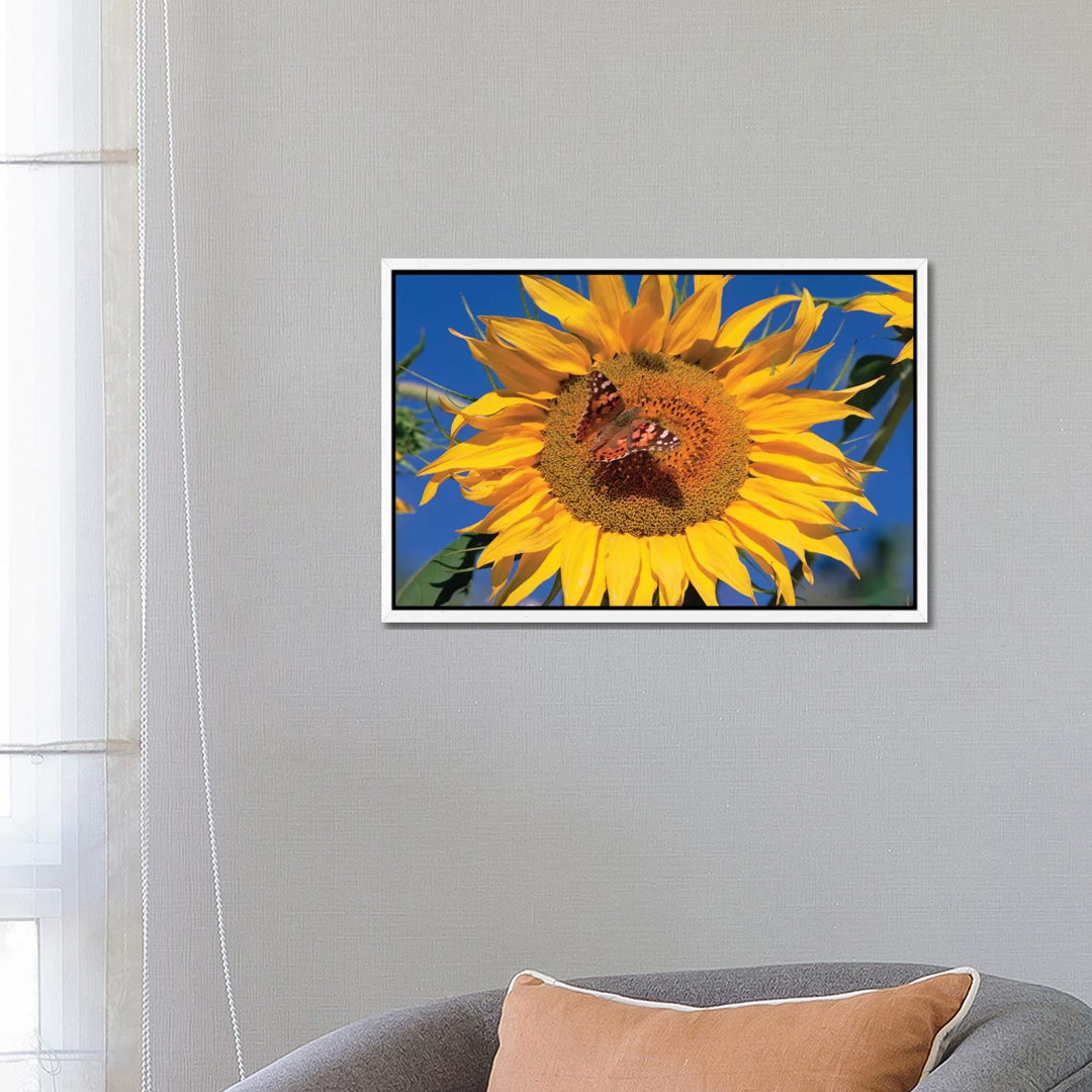 Painted Lady Butterfly On Sunflower, New Mexico von Tim Fitzharris - Gallery-Wrapped Canvas Giclée on Canvas