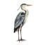 Reproduction d'art sur toile Beachcrest Home ™ Popp, Grace, Sea Bird V 154392F-1425245216