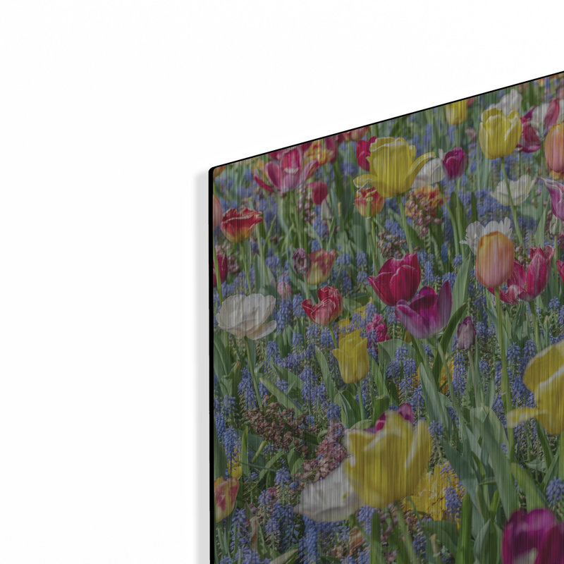 "Tulipes Kuekenhaus I" par Richard Silver, H 16 po x l 24 po