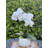 Orchid Arrangement in Planter