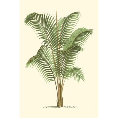 Palmier côtier II