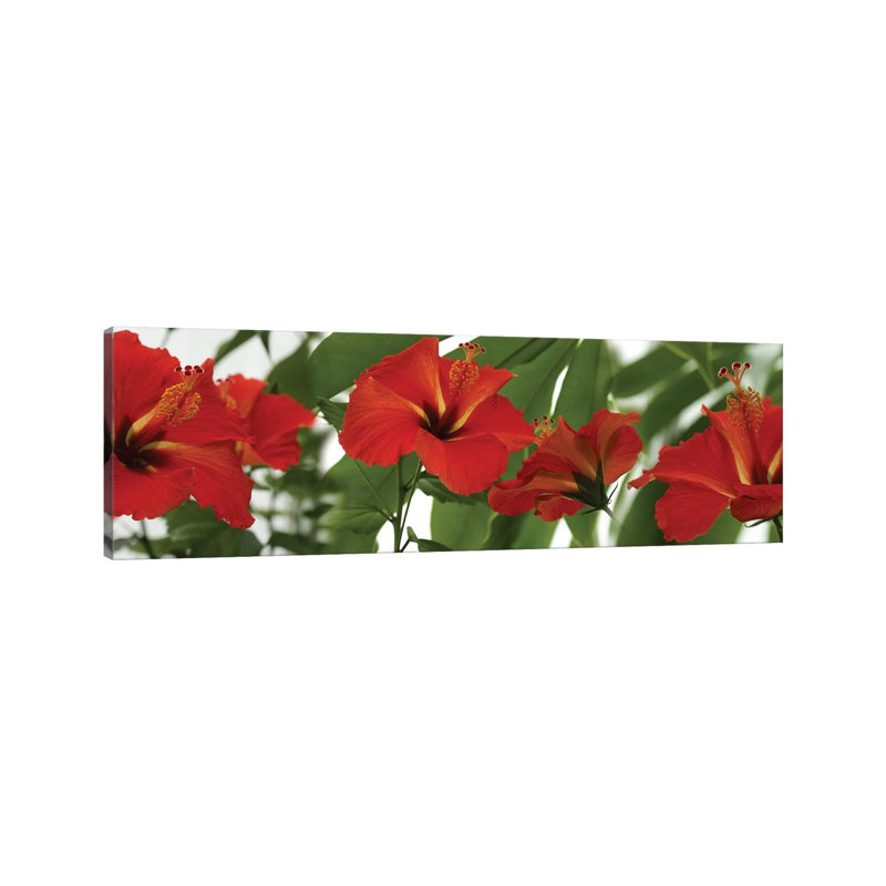 Close-Up Of Red Hibiscus Flowers - Wrapped Canvas Panoramic Print, 30.48 cm H x 91.44 cm W x 1.91 cm D
