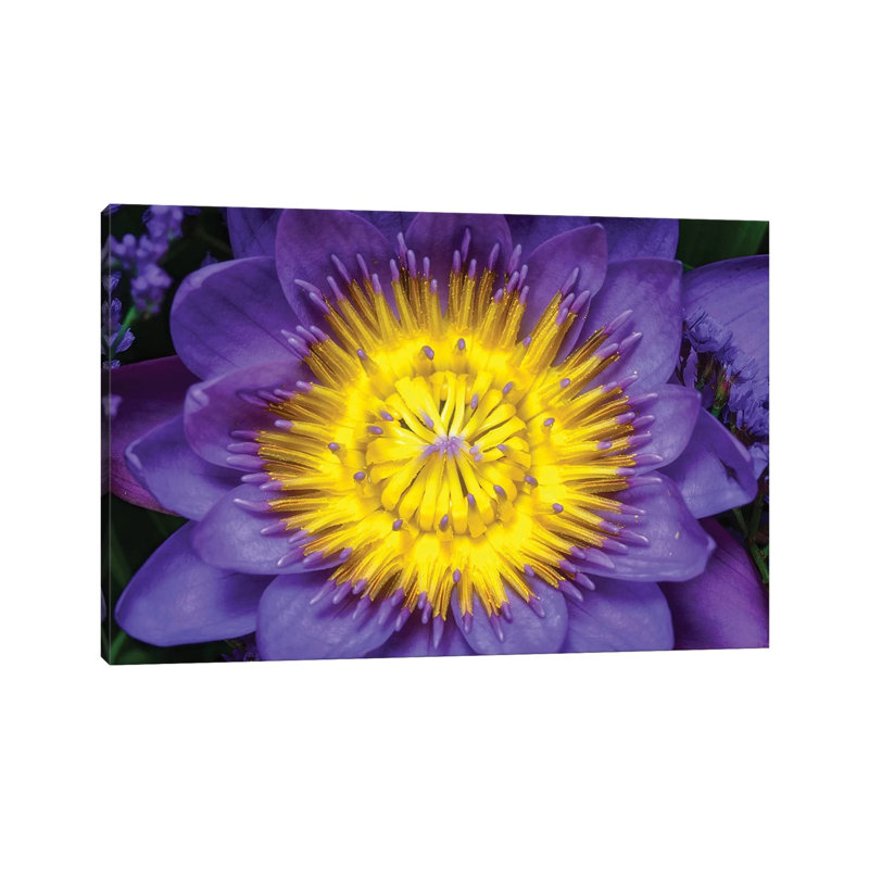 Lotus by Glauco Meneghelli - Wrapped Canvas Print, 20.32cm H x 30.48cm W x 1.9cm D