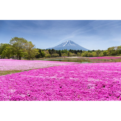 " Japan Shibazakura Festival " by Powerbeephoto