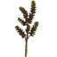 Fleur artificielle succulente