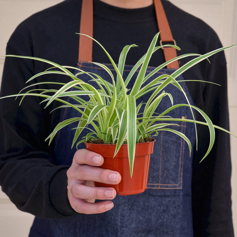 House Plant Shop Live Foliage Plant Low Maintenance Plant Rattan
