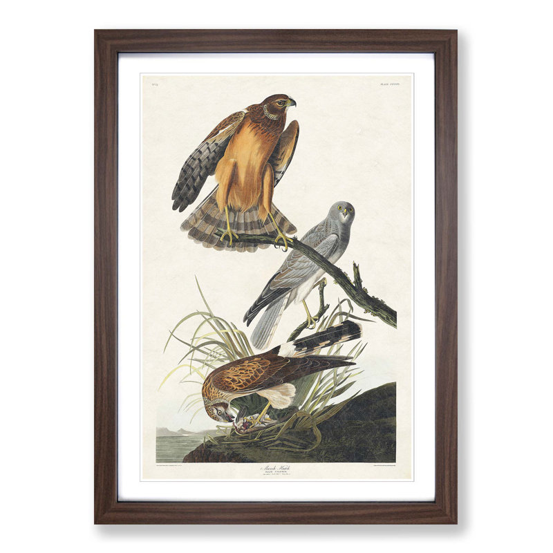 Marsh Hawks by John Audubon - Picture Frame Painting Print, 36cm H x 27cm W x 2cm D, Walnut Framed