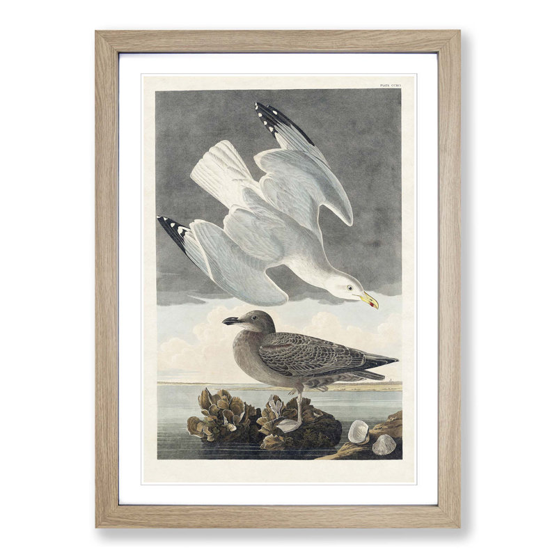 Herring Gulls by John Audubon - Picture Frame Painting Print, 36cm H x 27cm W x 2cm D, Oak Framed