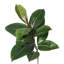 Solerno Faux Tree in Pot Liner-711947431