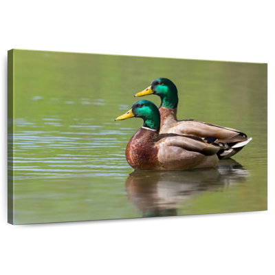 Couple de canards colverts Brampt