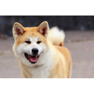 " Dog Breed Akita Inu " by Deviddo