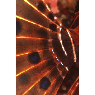 Flaming Flyer Palau, Micronesia by Beverly Factor - Wrapped Canvas Photograph