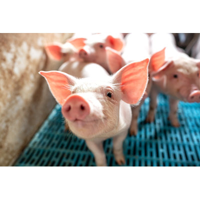 Gros plan sur un cochon à la ferme domestique - Photographie sur toile tendue