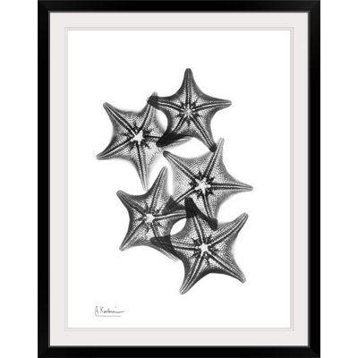 X-Ray Starfish Coastal