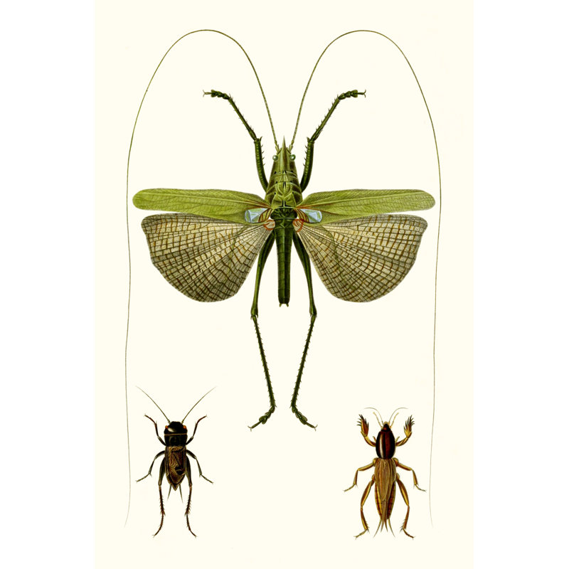 Entomology Series V by Blanchard - Painting on Canvas, 46cm H x 30cm W, Wrapped Canvas