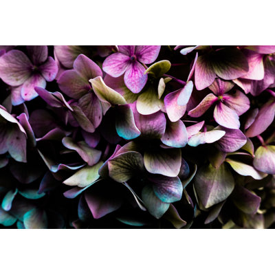 Hydrangea by FelicitasMann - Wrapped Canvas Print