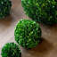 Boxwood Plant in-205586227