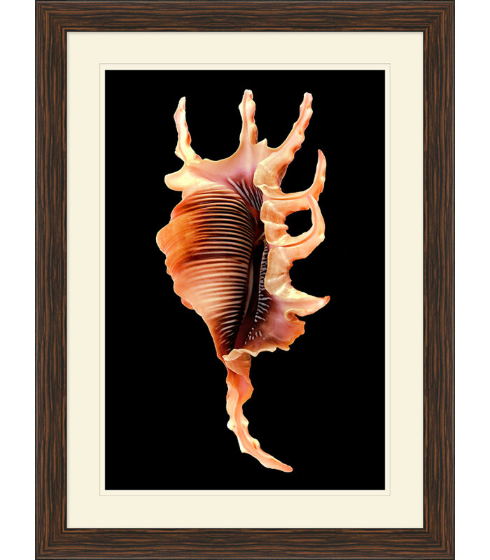 Large Shell 2 Print