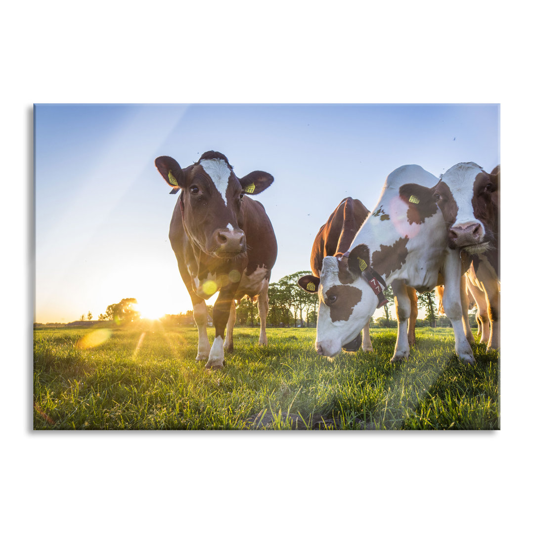 Glasbild Kühe Grasen auf Wiese bei Sonnenuntergang