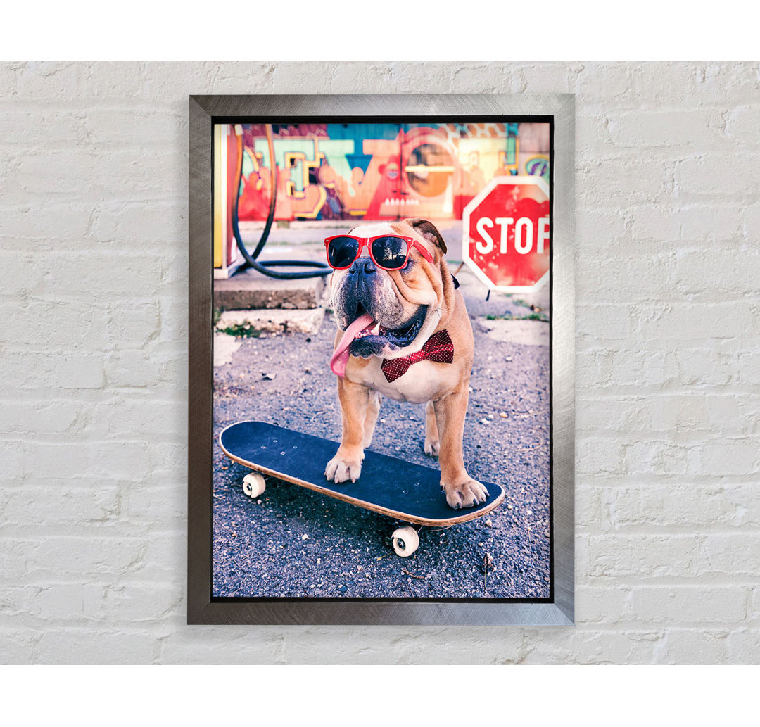 Englische Bulldogge Skateboarding - Druck