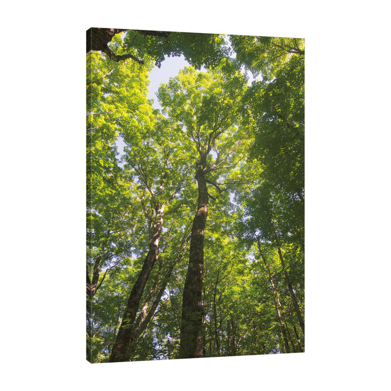 «Hardwood Forest Canopy I», toile tendue par Alan Majchrowicz, H 48 po x l 32 po x P 1,5 po