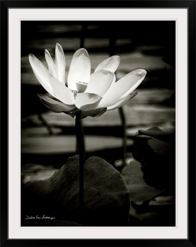 «Lotus Flower VIII» par Debra Van Swearingen, reproduction de photo, Cadre noir, H 23 po x l 20 po x P 1 po