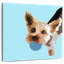 Brampt rex sur bleu clair-109228328