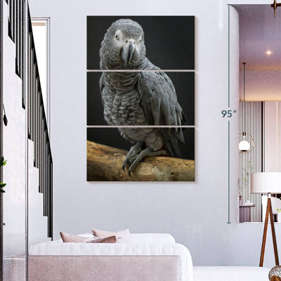 Brampt Congo Grey Parrot