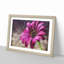 Purple Daisy - Framed Print-56758395-56758398