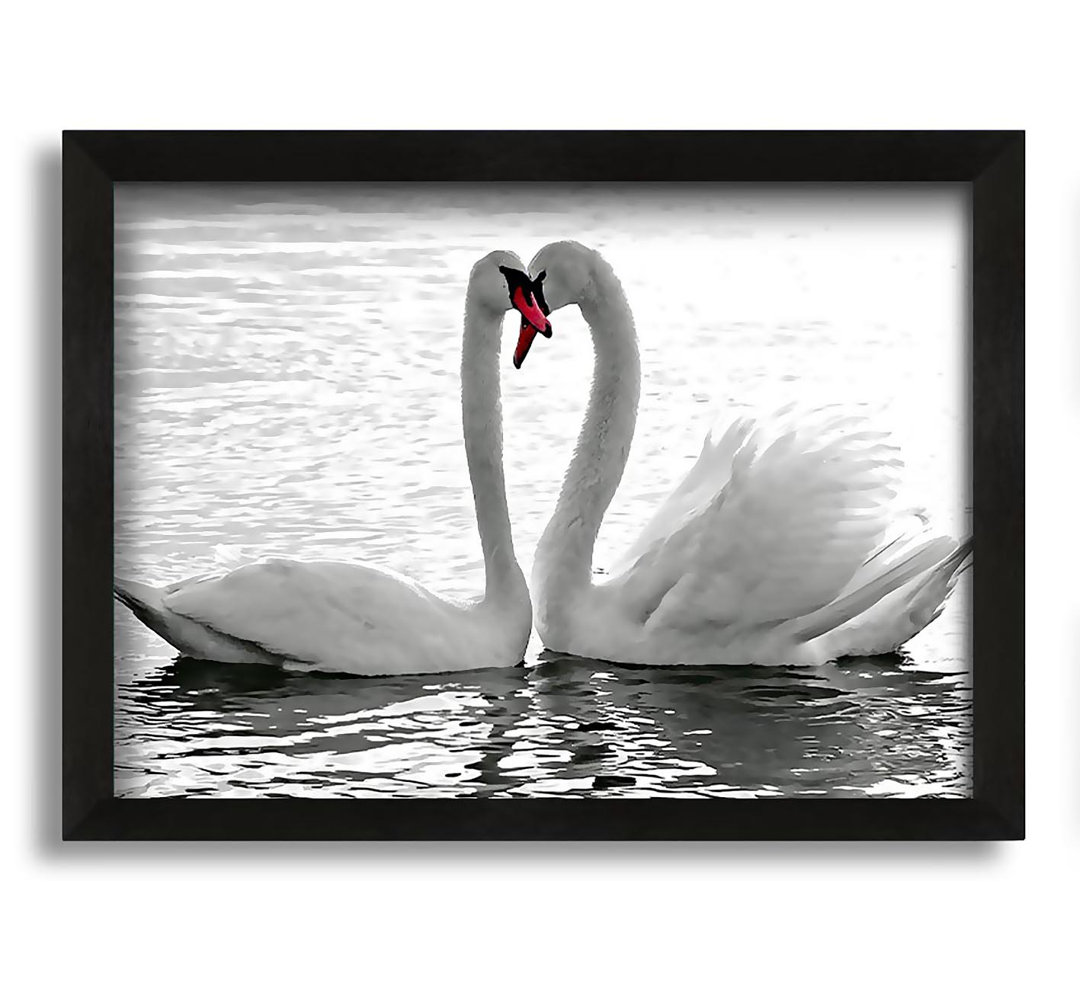 Gerahmtes Bild White Swans 2