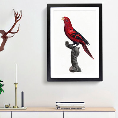 A Violet-Necked Lory by F. Levaillant - Framed Print
