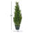 38" Cedar Tree