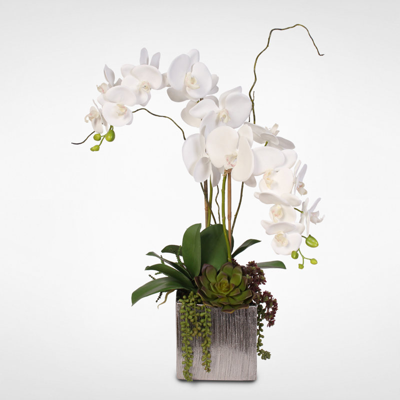 Elegant White Orchid and Succulent Arrangement in Silver Ceramic Pot